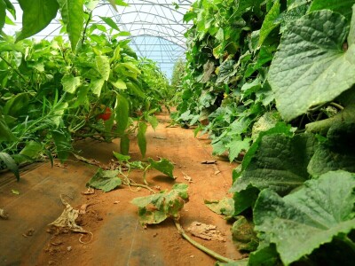 OPG Sarvan - ekološka proizvodnja Loborika