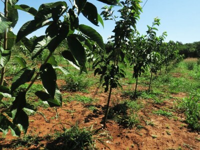 OPG Sarvan - ekološka proizvodnja Loborika