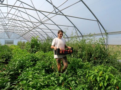 OPG Sarvan - ekološka proizvodnja Loborika