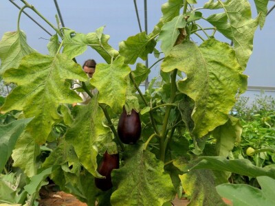 OPG Sarvan - ekološka proizvodnja Loborika