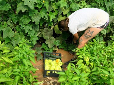 OPG Sarvan - ekološka proizvodnja Loborika