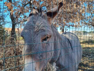 OPG Scarpagranda OPG Scarpagranda