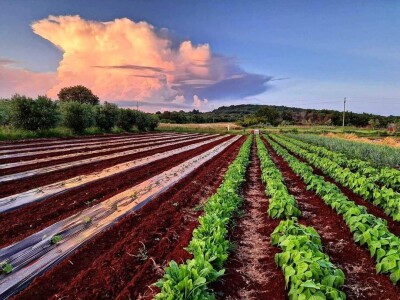 OPG Scarpagranda OPG Scarpagranda