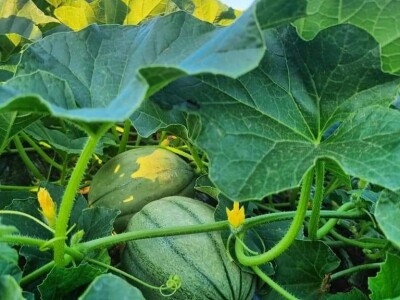 OPG Scarpagranda OPG Scarpagranda