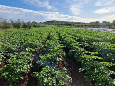 OPG Scarpagranda OPG Scarpagranda