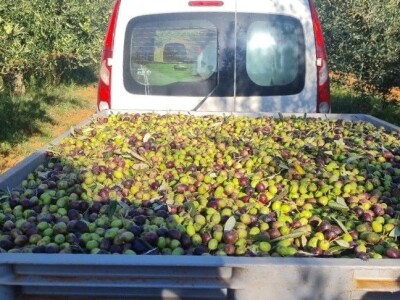 OPG Scarpagranda OPG Scarpagranda