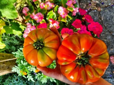 OPG Scarpagranda OPG Scarpagranda