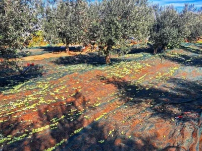 OPG Scarpagranda