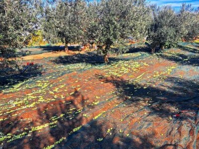 OPG Scarpagranda OPG Scarpagranda