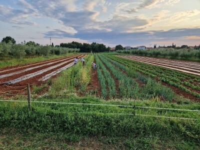 OPG Scarpagranda OPG Scarpagranda