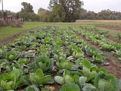 OPG Šestanj - spoj mladosti i tradicije