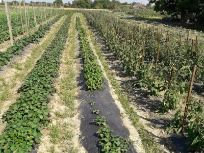 OPG Šestanj - spoj mladosti i tradicije