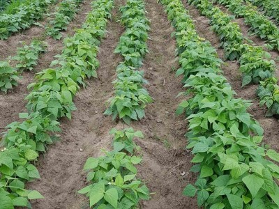 OPG Šestanj - spoj mladosti i tradicije