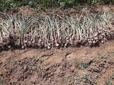 OPG Šestanj - spoj mladosti i tradicije