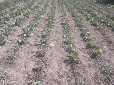 OPG Šestanj - spoj mladosti i tradicije