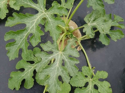 OPG Šestanj - spoj mladosti i tradicije