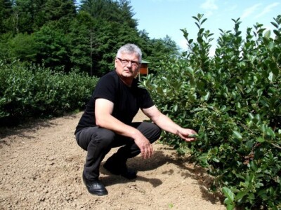 U 2015. godini očekuju povećanje uroda na 10 tona