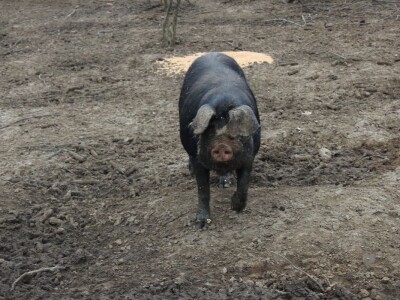 OPG Sičaja- crna slavonska svinja