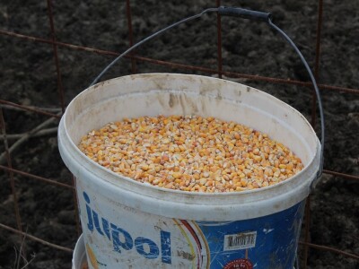 OPG Sičaja- crna slavonska svinja