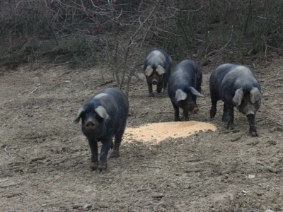 OPG Sičaja- crna slavonska svinja