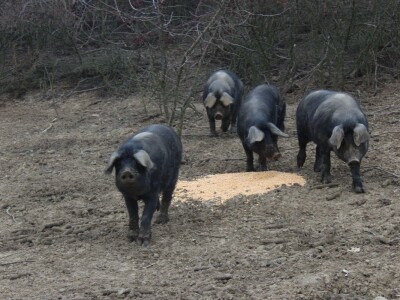 OPG Sičaja- crna slavonska svinja
