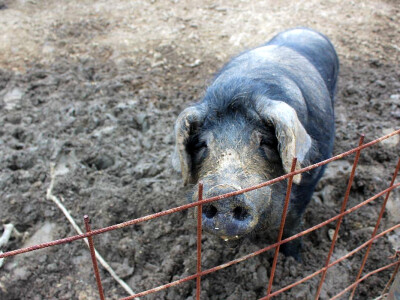 OPG Sičaja - crna slavonska svinja