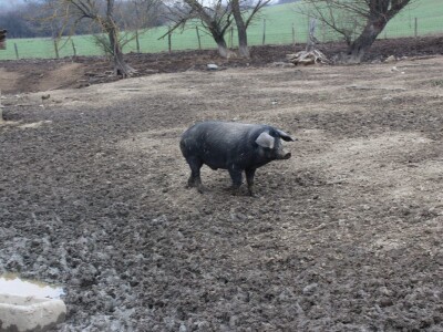 OPG Sičaja- crna slavonska svinja