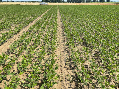 OPG Siniše Hrgovića