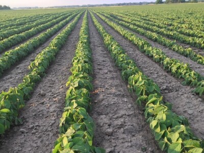 OPG Siniše Hrgovića