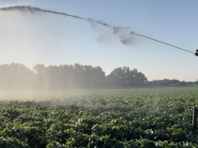 OPG Siniše Hrgovića