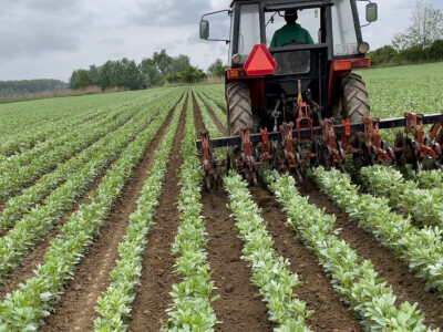 OPG Siniše Hrgovića