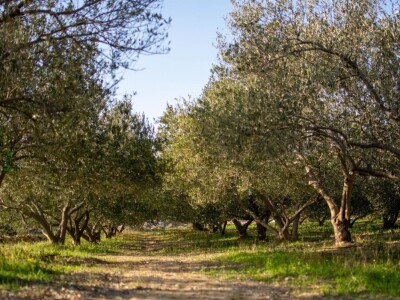 OPG ŠIŠAK - Ante Šišak laškše do zlata u New Yorku nego do zemlje u Dubravicama OPG ŠIŠAK - Ante Šišak laškše do zlata u New Yorku nego do zemlje u Dubravicama