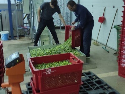 OPG ŠIŠAK - Ante Šišak laškše do zlata u New Yorku nego do zemlje u Dubravicama OPG ŠIŠAK - Ante Šišak laškše do zlata u New Yorku nego do zemlje u Dubravicama