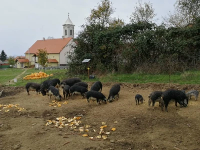OPG Škrinjarić
