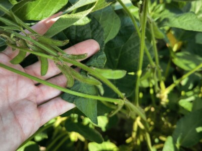 OPG Škrnički i Timac Agro u Breziku