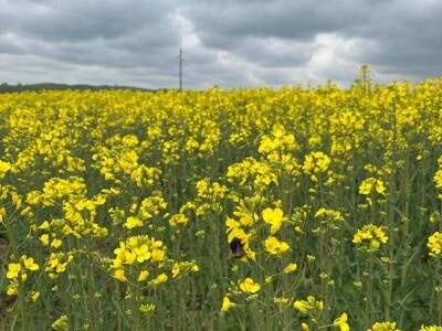 OPG Škrnički i Timac Agro u Breziku