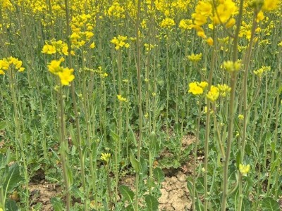 OPG Škrnički i Timac Agro u Breziku
