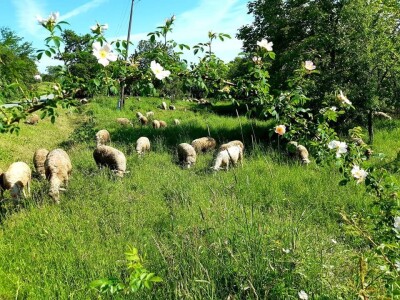 OPG Slavko Vukomanović