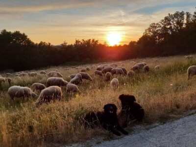 OPG Slavko Vukomanović