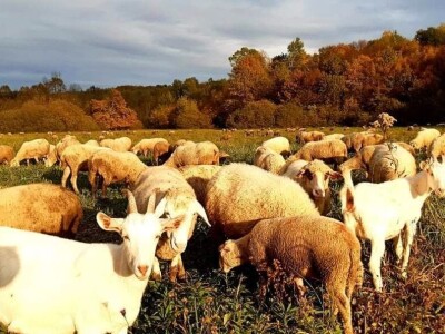 OPG Slavko Vukomanović