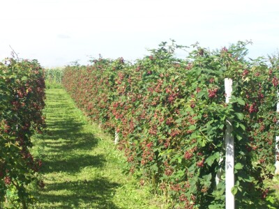 OPG Špoljar Čalinec