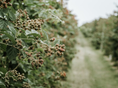 OPG Špoljar Čalinec
