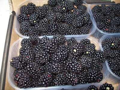 OPG Špoljar Čalinec