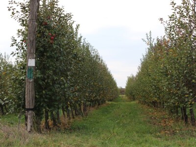 OPG Stjepan Dumančić