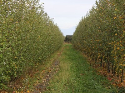 OPG Stjepan Dumančić