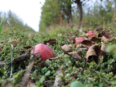 OPG Stjepan Dumančić