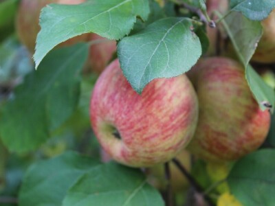 OPG Stjepan Dumančić