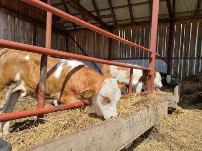 OPG Stojan Trifunović