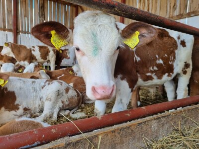 OPG Stojan Trifunović