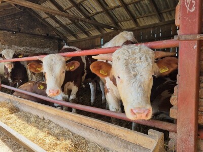 OPG Stojan Trifunović